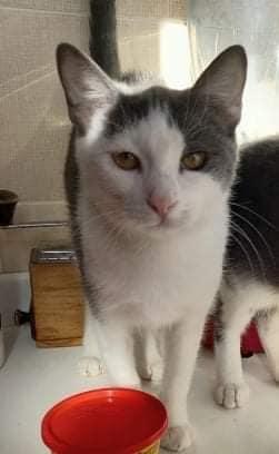 Piuma, micia molto dolce e sofficissima Foto 6